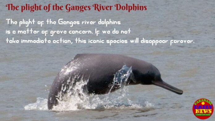 The-Plight-of-Gangas-River-Dolphins-in-Varanasi-By-Varanasi-daily-News-2 The-Plight-of-Gangas-River-Dolphins-in-Varanasi-By-Varanasi-daily-News